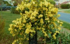 Butterscotch Yellow Jasmine (Jessamine) - Gelsemium Sempervirens - 1 Gallon Pot -SHRUBS and BUSHES Shop Jasmine Butterscotch 52