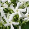 Confederate Jasmine Vine (Trachelospermum Jasminoides) - 6 Pack Of 1 Gallon Pots -SHRUBS and BUSHES Shop Jasmine Confederate 500x750 2