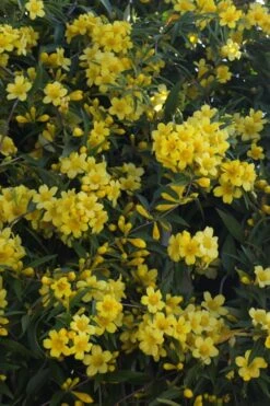 Duet Yellow Jasmine (Jessamine) - 2 Gallon Pot 13 Duet Yellow Jasmine (Jessamine) - 2 Gallon Pot -SHRUBS and BUSHES Shop Jasmine Duet 5
