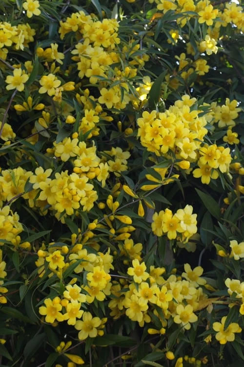 Duet Yellow Jasmine (Jessamine) - 2 Gallon Pot 7 Duet Yellow Jasmine (Jessamine) - 2 Gallon Pot - Image 6