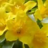 Duet Yellow Jasmine (Jessamine) - 2 Gallon Pot 2 Duet Yellow Jasmine (Jessamine) - 2 Gallon Pot -SHRUBS and BUSHES Shop Jasmine Duet 7