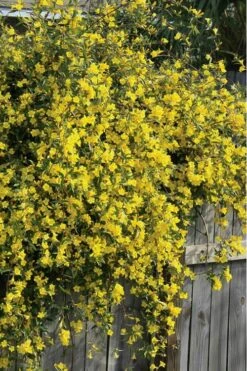 Duet Yellow Jasmine (Jessamine) - 2 Gallon Pot 11 Duet Yellow Jasmine (Jessamine) - 2 Gallon Pot -SHRUBS and BUSHES Shop Jasmine Duet 8