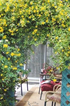 Duet Yellow Jasmine (Jessamine) - 2 Gallon Pot 12 Duet Yellow Jasmine (Jessamine) - 2 Gallon Pot -SHRUBS and BUSHES Shop Jasmine Duet 9
