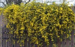 Duet Yellow Jasmine (Jessamine) - 2 Gallon Pot 14 Duet Yellow Jasmine (Jessamine) - 2 Gallon Pot -SHRUBS and BUSHES Shop Jasmine Duet On Fence