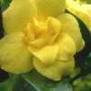 Pride Of Augusta Double Flowering Carolina Jasmine - 3 Gallon Pot 2 Pride Of Augusta Double Flowering Carolina Jasmine - 3 Gallon Pot -SHRUBS and BUSHES Shop Jasmine Pride Of Augusta 1 1