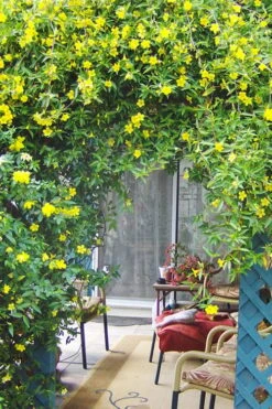 Pride Of Augusta Double Flowering Carolina Jasmine - 3 Gallon Pot -SHRUBS and BUSHES Shop Jasmine Pride Of Augusta 2 1