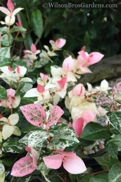 Snow N Summer Asiatic Jasmine - 1 Gallon Pot 11 Snow N Summer Asiatic Jasmine - 1 Gallon Pot -SHRUBS and BUSHES Shop Jasmine Snow n Summer 20