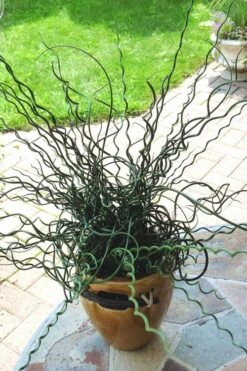Big Twister Giant Corkscrew Rush (Juncus Effusus) - 1 Gallon Pot 15 Big Twister Giant Corkscrew Rush (Juncus Effusus) - 1 Gallon Pot -SHRUBS and BUSHES Shop Juncus Big Twister 10