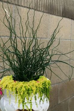 Big Twister Giant Corkscrew Rush (Juncus Effusus) - 1 Gallon Pot 13 Big Twister Giant Corkscrew Rush (Juncus Effusus) - 1 Gallon Pot -SHRUBS and BUSHES Shop Juncus Big Twister 12