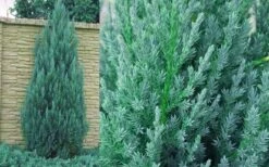 Blue Point Juniper - 1 Gallon Pot -SHRUBS and BUSHES Shop Juniper Blue Point 1