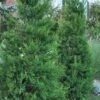 Hetzi Columnar Juniper - 7 Gallon Pot (5-6') 1 Hetzi Columnar Juniper - 7 Gallon Pot (5-6') -SHRUBS and BUSHES Shop Juniper Hetzi Column 500x750 1