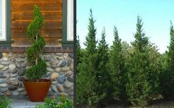 Hetzi Columnar Juniper - 7 Gallon Pot (5-6') -SHRUBS and BUSHES Shop Juniper Hetzi Columnar Landscape 2