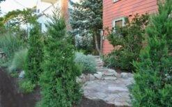 Hetzi Columnar Juniper - 7 Gallon Pot (5-6') -SHRUBS and BUSHES Shop Juniper Hetzi Columnar Landscape