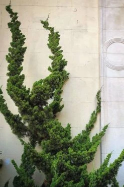 Hollywood Torulosa Juniper - 1 Gallon Pot -SHRUBS and BUSHES Shop Juniper Hollywood 12 1