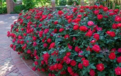 Red Double Knock Out Rose - 1 Gallon Pot 11 Red Double Knock Out Rose - 1 Gallon Pot -SHRUBS and BUSHES Shop Knock Out Rose Double Red 7
