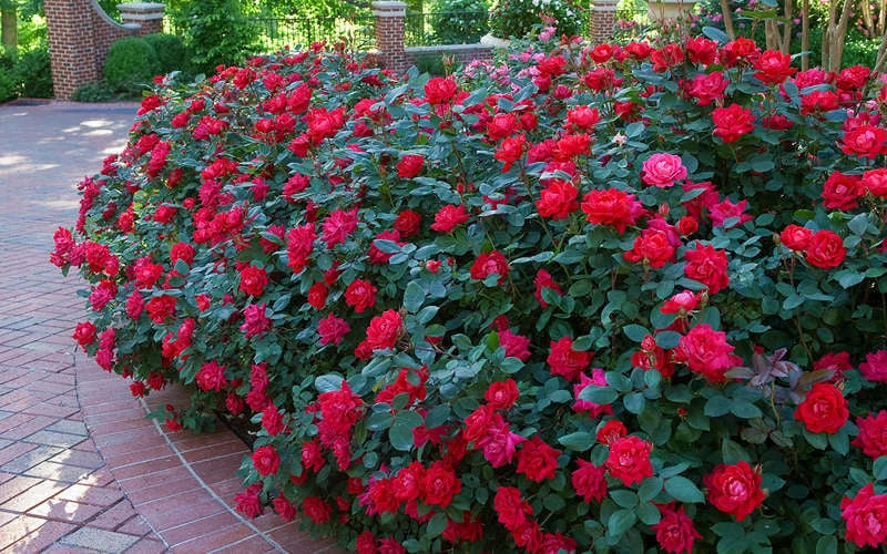 Red Double Knock Out Rose - 1 Gallon Pot 6 Red Double Knock Out Rose - 1 Gallon Pot - Image 4