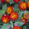 Cosmic Firestorm Lantana - 1 Gallon Pot -SHRUBS and BUSHES Shop Lantana Cosmic Firestorm 1