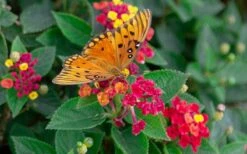 Cosmic Firestorm Lantana - 1 Gallon Pot -SHRUBS and BUSHES Shop Lantana Cosmic Firestorm 2