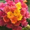 Little Lucky Hot Pink Lantana - 1 Gallon Pot -SHRUBS and BUSHES Shop Lantana Little Lucky Hot Pink 4