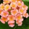 Little Lucky Peach Glow Lantana - 1 Gallon Pot -SHRUBS and BUSHES Shop Lantana Little Lucky Peach Glow 500x750 2