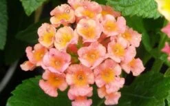Little Lucky Peach Glow Lantana - 5 Pack Of Quart Pots -SHRUBS and BUSHES Shop Lantana Little Lucky Peach Glow Flower Closeup