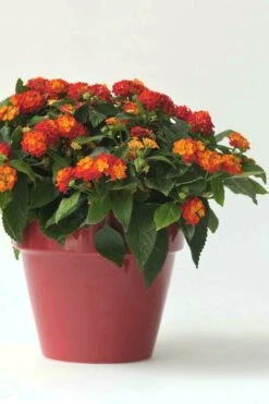 Little Lucky Red Lantana - 6 Inch Pot -SHRUBS and BUSHES Shop Lantana Little Lucky Red 5
