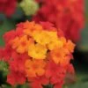 Little Lucky Red Lantana - 6 Inch Pot -SHRUBS and BUSHES Shop Lantana Little Lucky Red 500x750 1