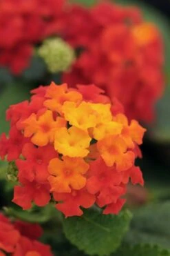 Cosmic Firestorm Lantana - 1 Gallon Pot -SHRUBS and BUSHES Shop Lantana Little Lucky Red 500x750 2