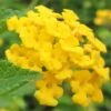 New Gold Hardy Lantana - 5 Pack Of Pint Pots -SHRUBS and BUSHES Shop Lantana New Gold 13