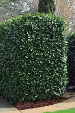 Schip Laurel (Prunus Laurocersasus 'Schipkaensis') - 2 Gallon Pot -SHRUBS and BUSHES Shop Laurel Schip 2