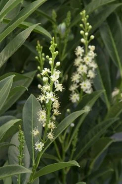 Schip Laurel (Prunus Laurocersasus 'Schipkaensis') - 2 Gallon Pot -SHRUBS and BUSHES Shop Laurel Schip 3