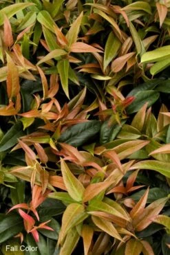 Scarletta Fetterbush - Leucothoe Fontanesiana 'Zeblid' - 2 Gallon Pot -SHRUBS and BUSHES Shop Leucothoe Scarletta 2