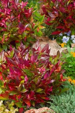 Scarletta Fetterbush - Leucothoe Fontanesiana 'Zeblid' - 2 Gallon Pot -SHRUBS and BUSHES Shop Leucothoe Scarletta 4