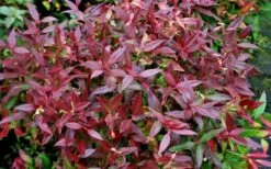 Scarletta Fetterbush - Leucothoe Fontanesiana 'Zeblid' - 2 Gallon Pot -SHRUBS and BUSHES Shop Leucothoe Scarletta 5