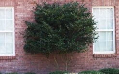 Wavy Leaf Ligustrum Recurvifolium - 1 Gallon Pot 19 Wavy Leaf Ligustrum Recurvifolium - 1 Gallon Pot -SHRUBS and BUSHES Shop Ligustrum Recurvifolia Curly Leaf Tree Form