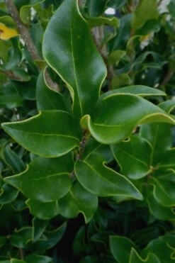Wavy Leaf Ligustrum Recurvifolium - 1 Gallon Pot 17 Wavy Leaf Ligustrum Recurvifolium - 1 Gallon Pot -SHRUBS and BUSHES Shop Ligustrum Recurvifolium 10