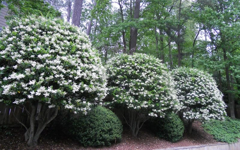 Wavy Leaf Ligustrum Recurvifolium - 1 Gallon Pot 6 Wavy Leaf Ligustrum Recurvifolium - 1 Gallon Pot - Image 4