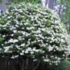 Wavy Leaf Ligustrum Recurvifolium - 1 Gallon Pot 2 Wavy Leaf Ligustrum Recurvifolium - 1 Gallon Pot -SHRUBS and BUSHES Shop Ligustrum Recurvifolium 6