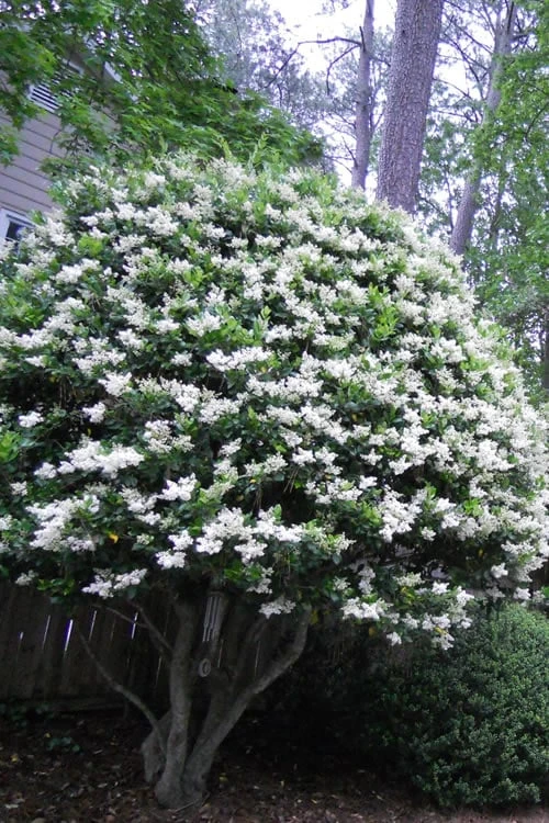 Wavy Leaf Ligustrum Recurvifolium - 1 Gallon Pot 3 Wavy Leaf Ligustrum Recurvifolium - 1 Gallon Pot