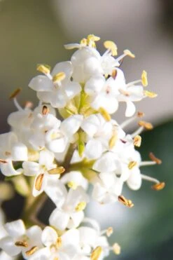 Wavy Leaf Ligustrum Recurvifolium - 1 Gallon Pot 16 Wavy Leaf Ligustrum Recurvifolium - 1 Gallon Pot -SHRUBS and BUSHES Shop Ligustrum Recurvifolium 8