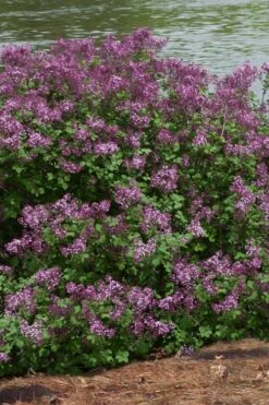 Bloomerang Dark Purple Lilac - 3 Gallon Pot -SHRUBS and BUSHES Shop Lilac Bloomerang Dark Purple 11