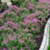 Bloomerang Dwarf Purple Lilac - 3 Gallon Pot -SHRUBS and BUSHES Shop Lilac Bloomerang Dwarf Purple 1