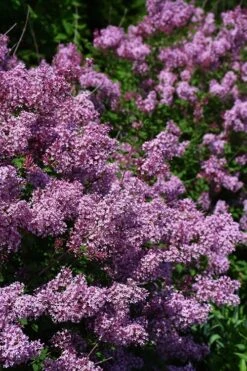 Bloomerang Dwarf Purple Lilac - 3 Gallon Pot -SHRUBS and BUSHES Shop Lilac Bloomerang Dwarf Purple 2