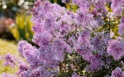Bloomerang Dwarf Purple Lilac - 3 Gallon Pot -SHRUBS and BUSHES Shop Lilac Bloomerang Dwarf Purple 3