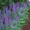 Big Blue Lilyturf - Liriope Muscari - 18 Count Flat Of Pint Pots 1 Big Blue Lilyturf - Liriope Muscari - 18 Count Flat Of Pint Pots -SHRUBS and BUSHES Shop Liriope Big Blue 14