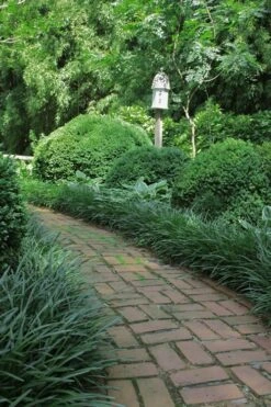 Emerald Goddess Liriope (Lilyturf) - 6-Pack Of 1 Gallon Pots -SHRUBS and BUSHES Shop Liriope Emerald Goddess 2