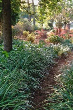 Emerald Goddess Liriope (Lilyturf) - 1 Gallon Pot -SHRUBS and BUSHES Shop Liriope Emerald Goddess 500x750 2