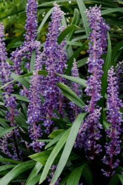 Royal Purple Liriope (Lilyturf) - 1 Gallon Pot -SHRUBS and BUSHES Shop Liriope Royal Purple 16 1