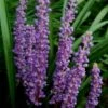 Royal Purple Liriope (Lilyturf) - 1 Gallon Pot -SHRUBS and BUSHES Shop Liriope Royal Purple 17 1