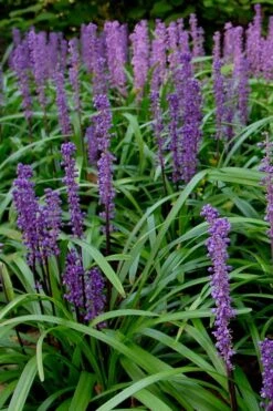 Royal Purple Liriope - Lilyturf - 3 Pack Of Pint Pots 13 Royal Purple Liriope - Lilyturf - 3 Pack Of Pint Pots -SHRUBS and BUSHES Shop Liriope Royal Purple 500x750 1